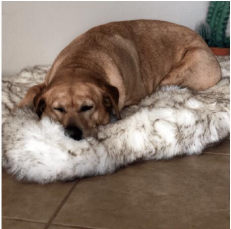 Luxurious Plush Pet Snuggle Blanket-2