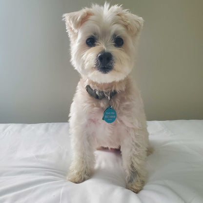 QR Pet ID Tag – Get Me Home